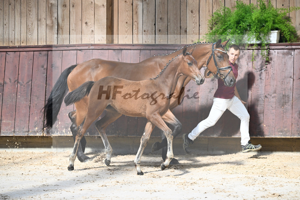 Kat-Nr. 13 Chin Grey x Christiano_SF_Schuster u Schmid-Zemann_25250118 | hf-fotografie - Realisiert mit Pictrs.com