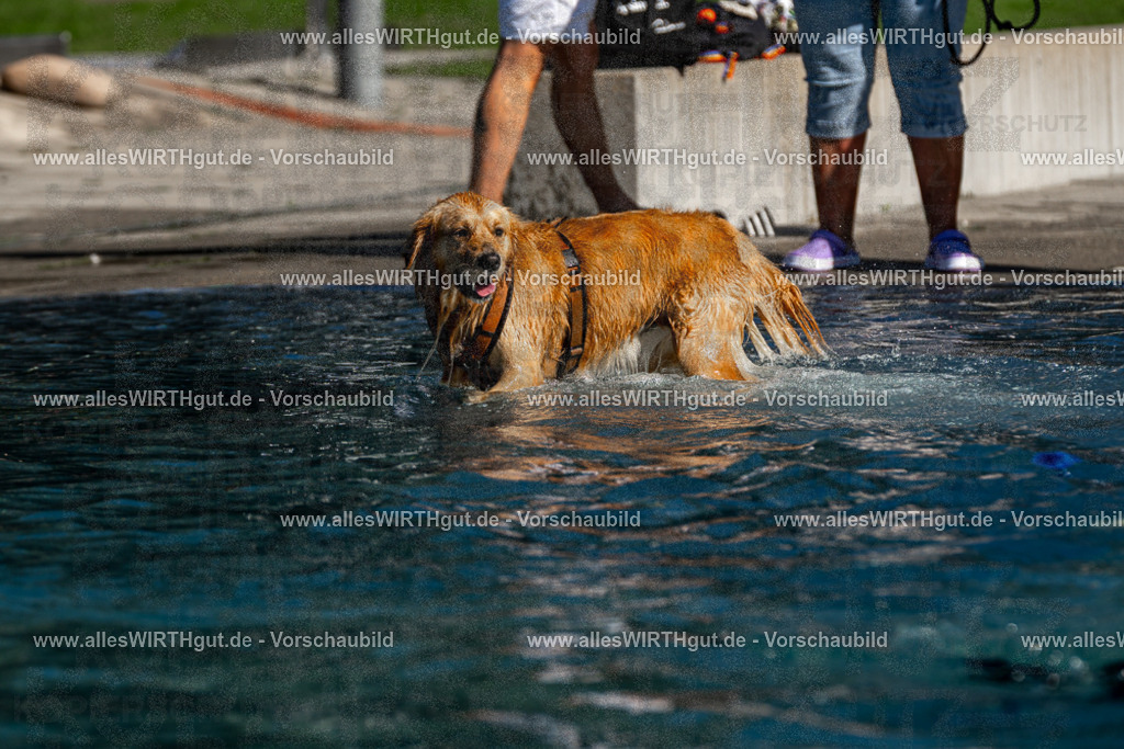Hundeschwimmen_Volksbad_2026-allesWIRTHgut_Tierfotografie-2609061108-FAY06155 | Professionelle Tierfotografie in Mönchengladbach von Daniel Wirth (allesWIRTHgut). Liebevolle & natürliche Bilder von Hunden & Katzen für unvergessliche Erinnerungen.