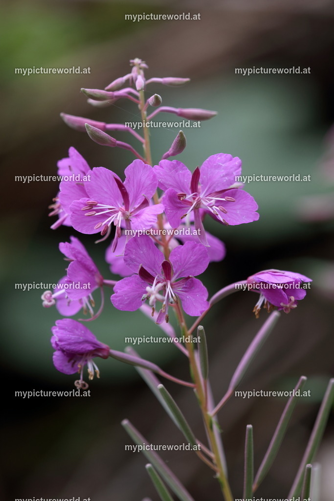 Schmalblättriges Weidenröschen-001 | Das Bilderarchiv über Tiere, Planzen und Landschaften. In der Bilddatenbank finden Sie ein große Auswahl an hochwertigen Bilder für Ihre Werbung - Realisiert mit Pictrs.com