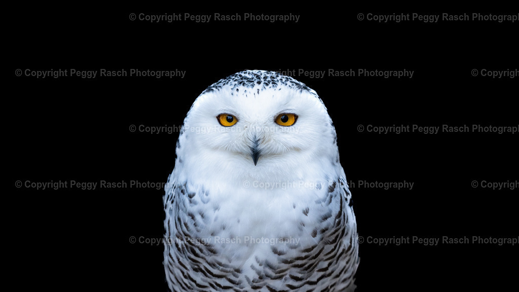 Vogelpark Niendorf (6) | PeggyRaschPhotography - Realisiert mit Pictrs.com
