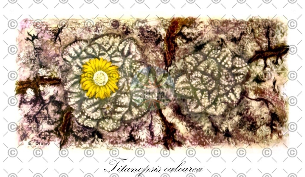 HistAbb_wfo-0000326281_1_ENZY_Simple | Historische Abbildung von Titanopsis calcarea - Aizoaceae | Historical Illustration of Titanopsis calcarea - Aizoaceae