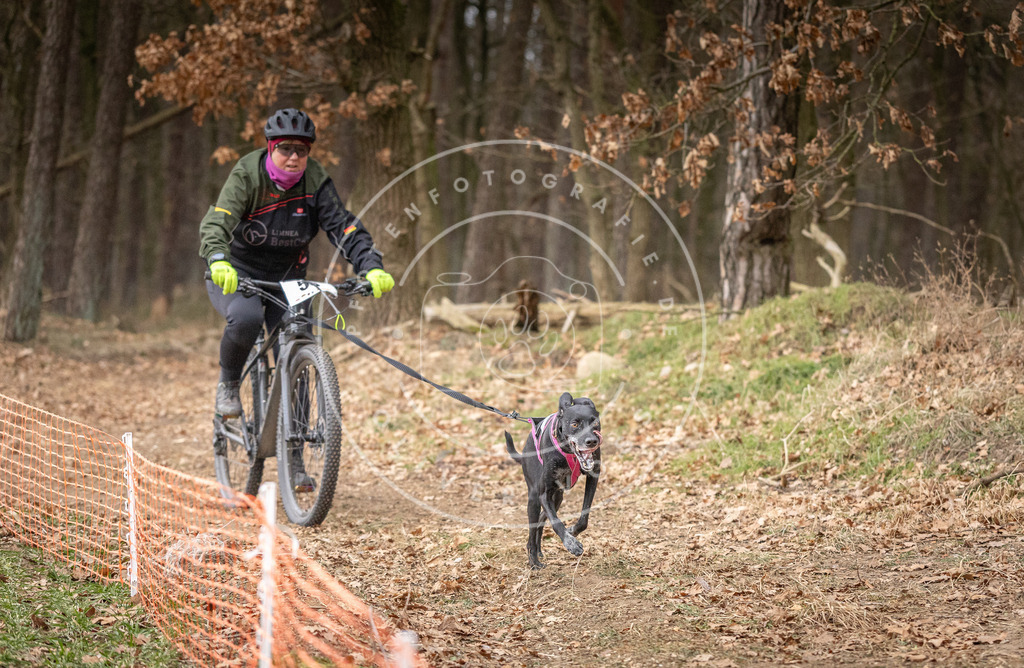 Pfotenfotografie_DV3A1908 | Hundefotografie, Tierfotograf, Pfotenfotografie, Fotoshooting Hund, Hunde Portrait, Hundesport, Hundeportraits, Heideshooting, Hunde, Sportfotograf, Hundefotograf, Turnierhundsport, THS,  - Realisiert mit Pictrs.com