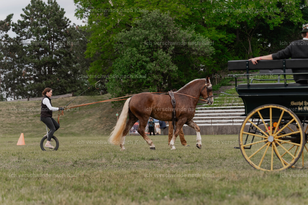 Showprogramm-358 | working equitationturnier fotograf videograf stoibphotography marixx film working equitation deutschland reitsport turnierfotografie eventfotografie equestrian events