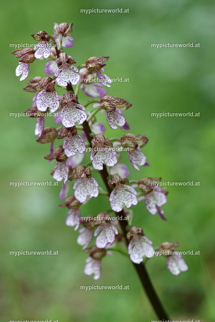 Purpurknabenkraut-018 | Das Bilderarchiv über Tiere, Planzen und Landschaften. In der Bilddatenbank finden Sie ein große Auswahl an hochwertigen Bilder für Ihre Werbung - Realized with Pictrs.com