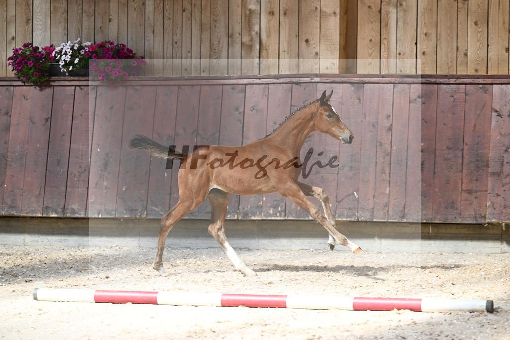 Kat-Nr. 23 SF Va Bene x Imperio_Schindele_32240292 | hf-fotografie - Realizzato con Pictrs.com