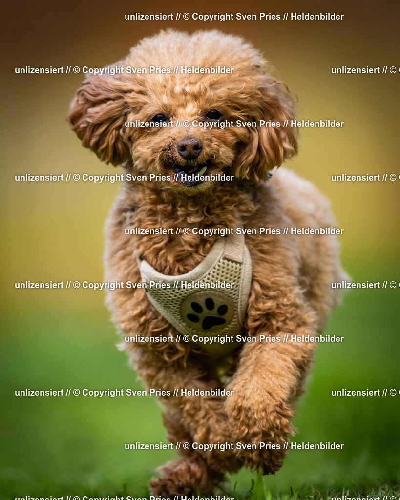 Sven Pries | 2025-04-13 - Hunderennen Baden-Baden - Realisiert mit Pictrs.com