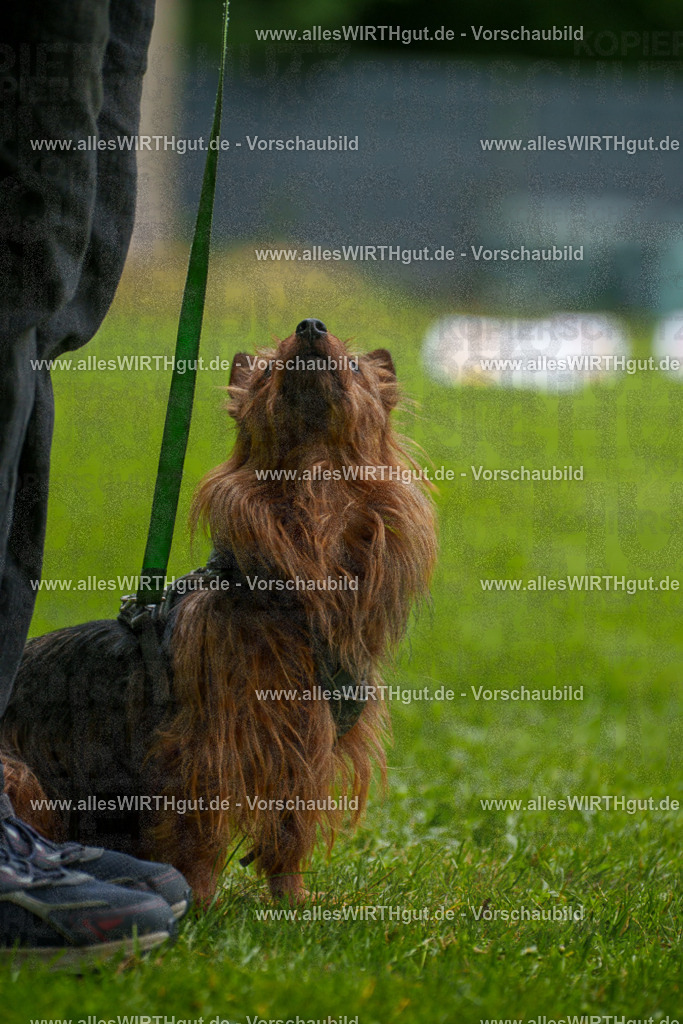 @allesWIRTHgut_Tierfotografie - www.allesWIRTHgut.de - 130723-7R509810 | Professionelle Tierfotografie in Mönchengladbach von Daniel Wirth (allesWIRTHgut). Liebevolle & natürliche Bilder von Hunden & Katzen für unvergessliche Erinnerungen.