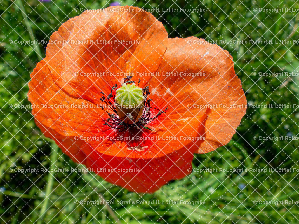 Saat-Mohn_Papaver dubium L._Familie-Papaveraceae (2) | Saat-Mohn, Papaver dubium L., aus der Familie der Papaveraceae (2).jpg - Realisiert mit Pictrs.com