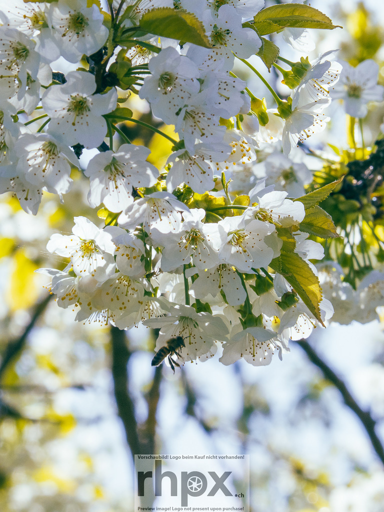 Frühling in Luzern – Kirschblüten vor Museggmauer | Frühlingsstimmung in Luzern. Zarte Kirschblüten im Vordergrund treffen auf die historische Museggmauer im Hintergrund. - Realisiert mit Pictrs.com
