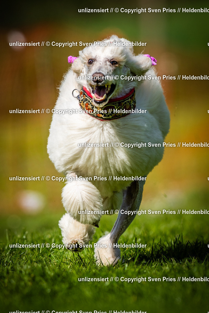 Sven Pries | 2025-04-13 - Hunderennen Baden-Baden - Realisiert mit Pictrs.com