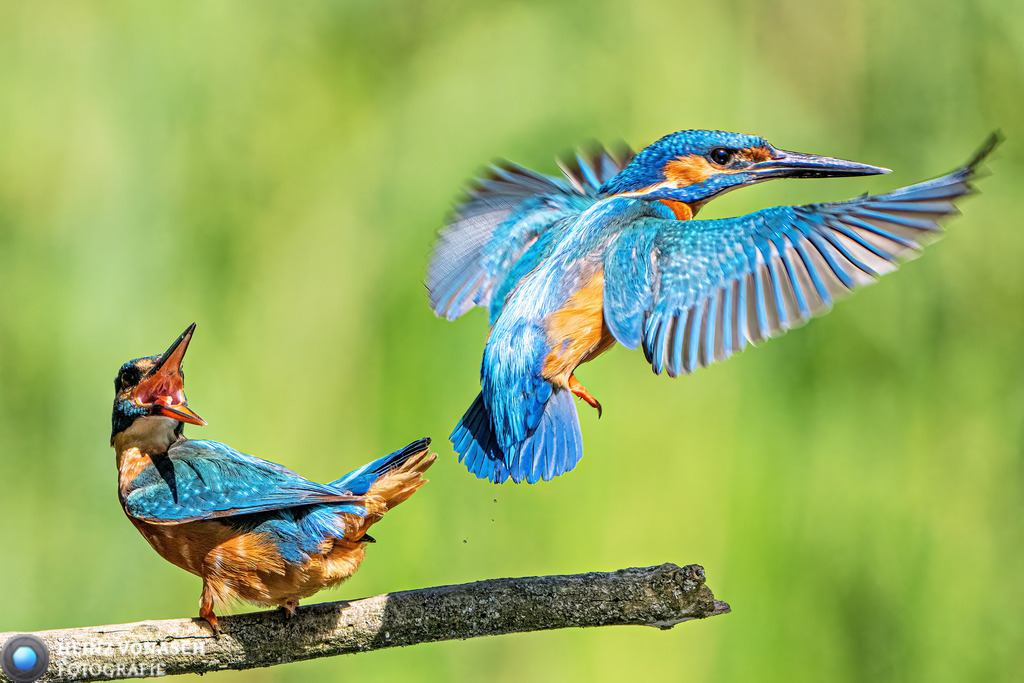 Tiere_0013 | Alle Bilder von Heinz Vonäsch Fotografie können alle zu günstigen Preisen gekauft werden! Download der Bilder, Ausdrucke, Postkarten, Tassen T-Shirts, Kalender, Alu- Dibond usw. - Realisiert mit Pictrs.com