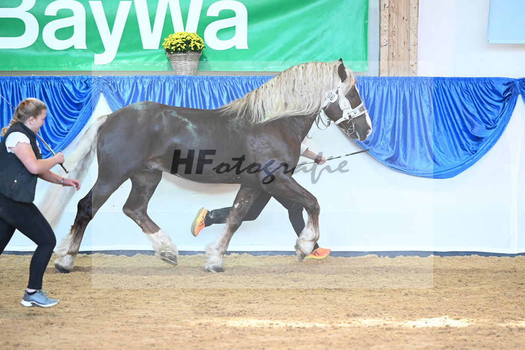 Kat-Nr. 98 Valegro_Oltmanns_53220644 | hf-fotografie - Realisiert mit Pictrs.com