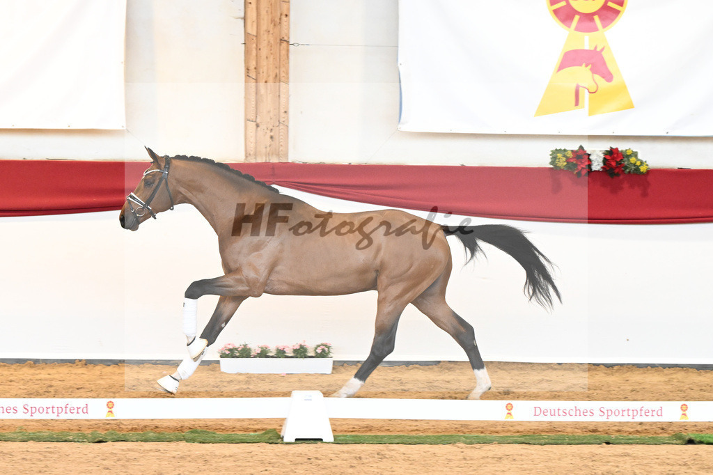 Kat-Nr. 58 Vitalis x Quaterback_Molcan_43230899 | hf-fotografie - Realisiert mit Pictrs.com