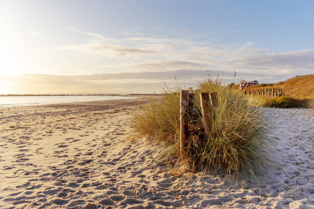 Wandbild: Strandhafer im Sonnenschein am Meer | Dieses Wandbild im Querformat zeigt eine schöne Morgenstimmung am Standstrand. Im Vordergrund wachst in einem Sandfang aus Holzpfählen Strandgras. Das ganze Bild erhält durch die morgendliche Sonne einen dezenten warmen Farbton. Kaufen Sie sich diese schöne maritime Morgenstimmung auf Leinwand, Aluminium-Platte oder Acrylglas. Ideal fürs Wohnzimmer, Schlafzimmer, Küche, den Arbeitsplatz oder die Ferienwohnung. Die Wandbilder werden individuell für Sie in vielen Abmessungen produziert. Daher passen die Ostseekult Wandbilder immer perfekt an Ihre Wände. - Realisiert mit Pictrs.com