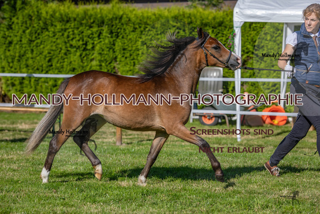 IG WELSH VM 2024-64 | mandyhollmannphotographie