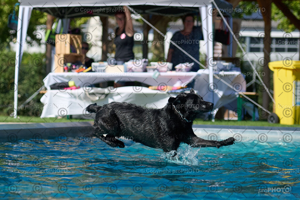 121_202509_4Hundebadetag_NZ9_2486 | proPHOTO - Realisiert mit Pictrs.com
