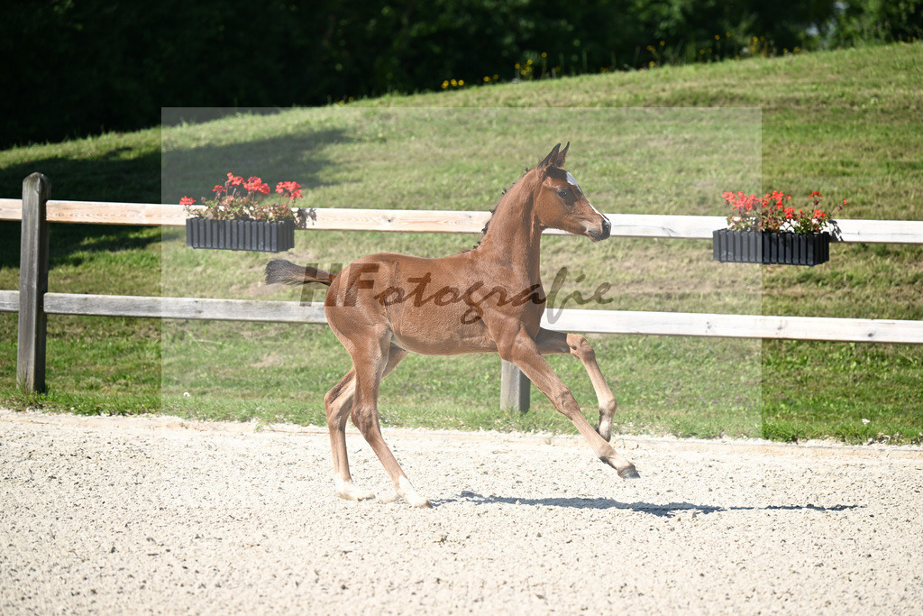 Kat-Nr. 40 Bon Courage x Veneziano_HF_Reglauer_24250174 | hf-fotografie - Realizzato con Pictrs.com