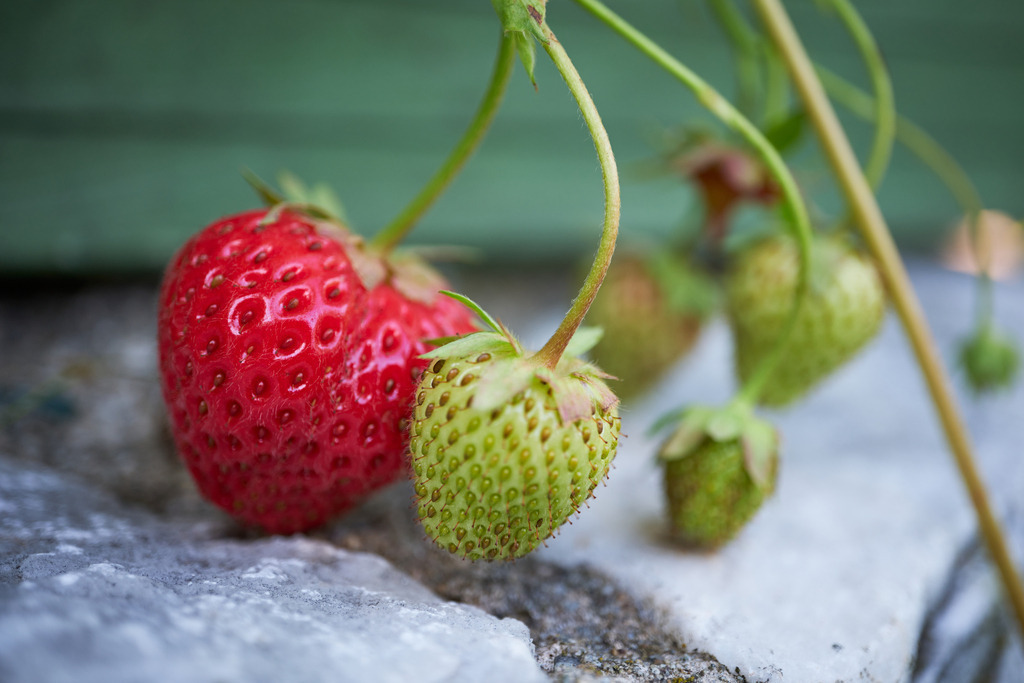 rote und grüne Erdbeeren | Austria - June 09, 2023: rote und grüne Erdbeeren mit Steinmauer. - Realisiert mit Pictrs.com