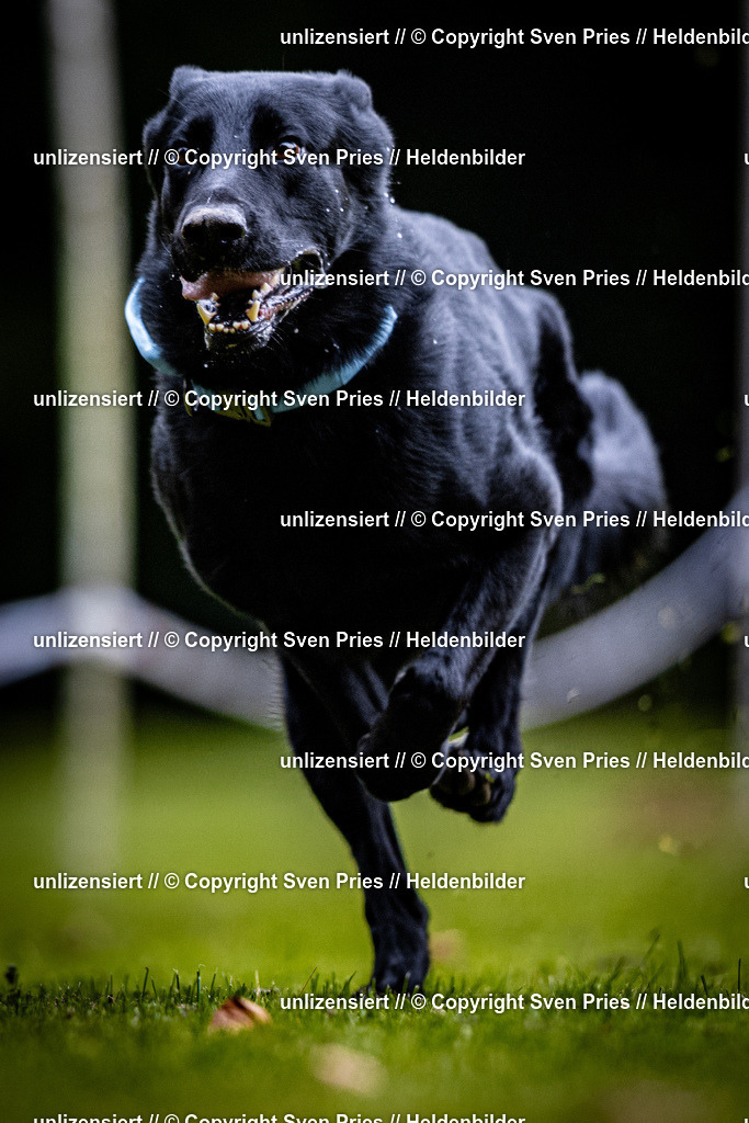 Sven Pries | 2025-10-03 - Hunderennen Obergrombach - Realisiert mit Pictrs.com