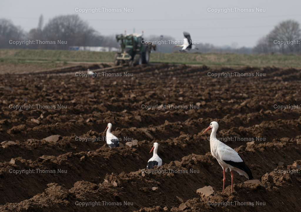 Störche_DSC_5620 | bbe, Bensheim, Berliner Ruing, "Es ist angerichtet...Wenn die Felder bestellt werden sind die Störche nicht weit, wie hier am Berliner ruing wo uim umgegrabenen Feld die Störche nach Beutetieren suchen, ,, Bild: Thomas Neu