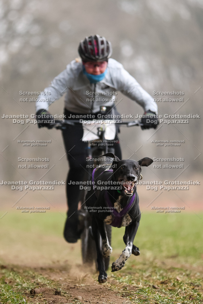 Dog Paparazzi - Plate 2026-29 | Dog Paparazzi Jeanette Grottendiek Fotografie & Videografie - Realisiert mit Pictrs.com