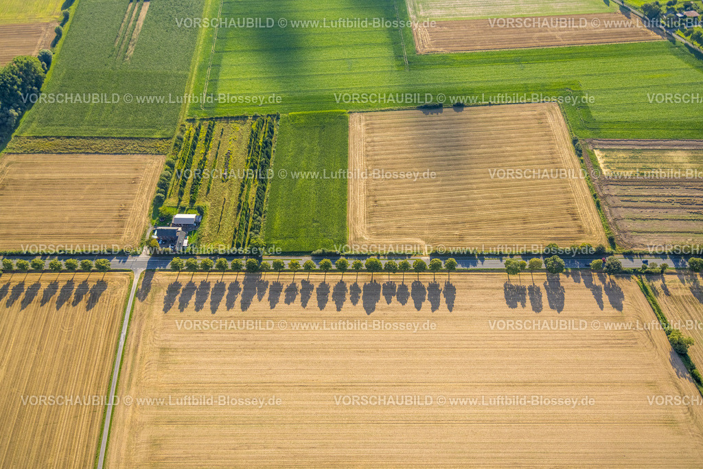Soest230806013 | Luftbild, Baumallee mit Schattenwurf an der Oestinghauser Landstraße, Wiesen und Felder, Lühringsen, Soest,Soester Börde,Nordrhein-Westfalen, Deutschland