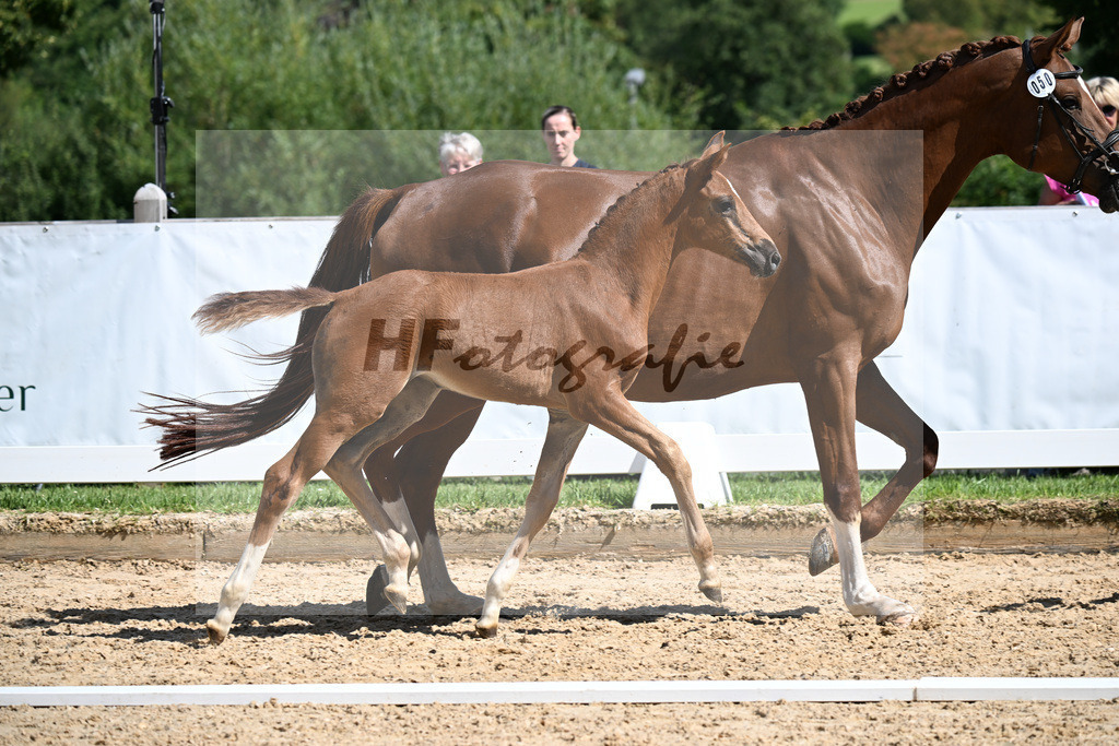 Kat-Nr. 50 Va Bene x Filou_SF_Kopp_29251433 | hf-fotografie - Realizzato con Pictrs.com