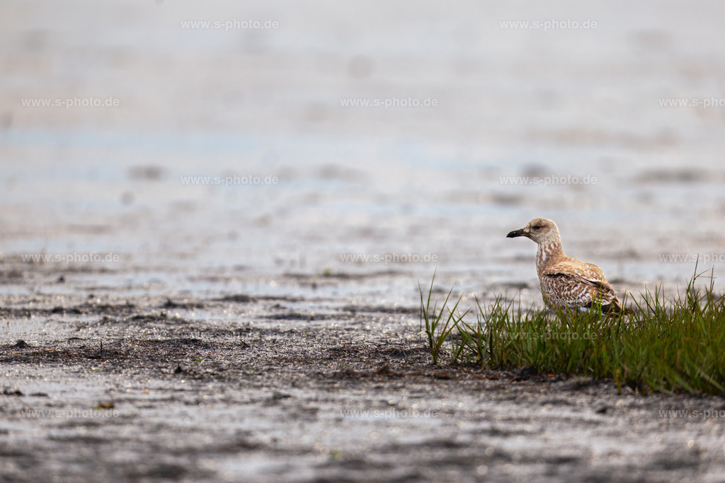 Jungtier einer Sturmmöve | die junge Sturmmöve wandert durch das Watt und hat schon gut gelernt, sich den ein oder anderen Wattwurm zu fangen. - Realisiert mit Pictrs.com