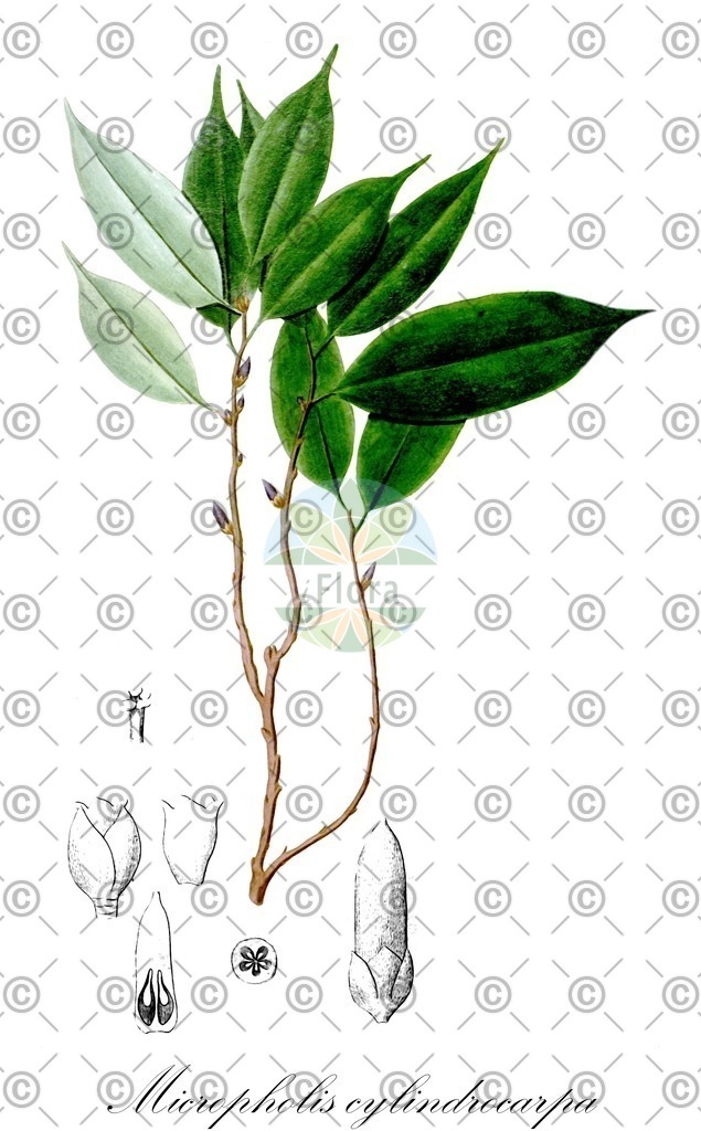 HistAbb_wfo-0001291373_1_ENZY_Simple | Historische Abbildung von Micropholis cylindrocarpa - Sapotaceae | Historical Illustration of Micropholis cylindrocarpa - Sapotaceae
