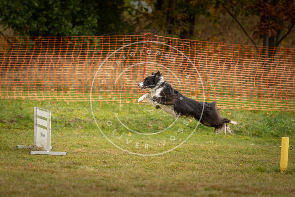Pfotenfotografie_DV3A2505 | Hundefotografie, Tierfotograf, Pfotenfotografie, Fotoshooting Hund, Hunde Portrait, Hundesport, Hundeportraits, Heideshooting, Hunde, Sportfotograf, Hundefotograf, Turnierhundsport, THS,  - Realisiert mit Pictrs.com