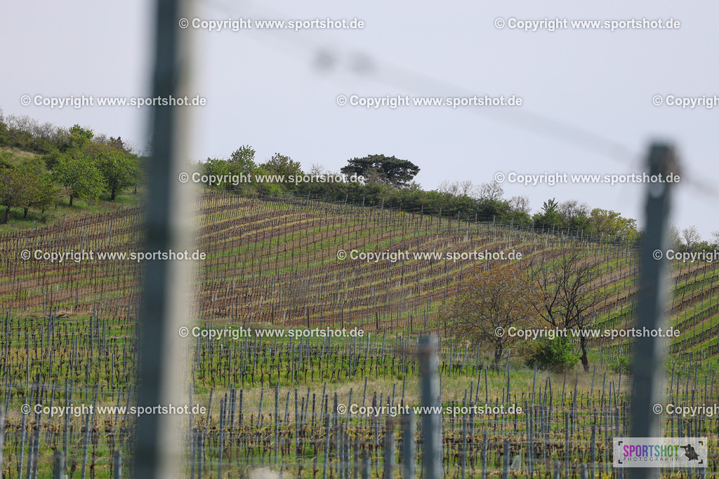 IMG_3260 | @sportshot_your_pictrs #yourpictures#roadtowm2029 #nrm #neusiedlerseeradmarathon #neusiedlersee #neusiedlerseetourismus #burgenland #mörbisch #nrm26 #burgenlandtourismus #voglundco #poweredbyburgenlandtourismus #radsport #rad #marathon #ucigranfondo #visitburgenland #ucigranfondoworldseries