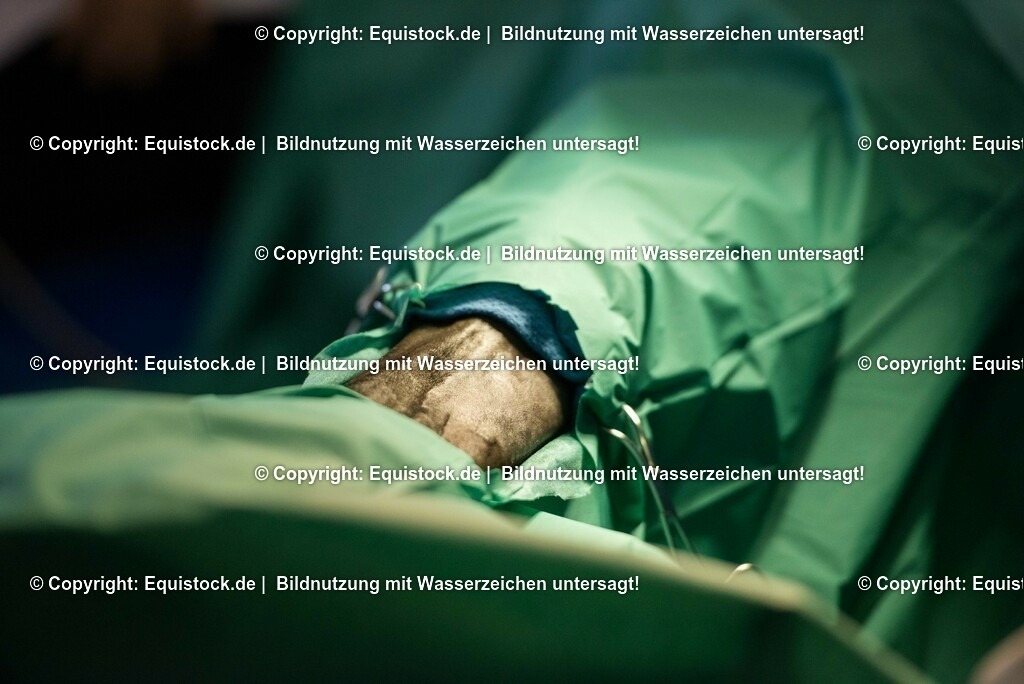 20160309_Sehnenschnitt_OP__0024 | equistock