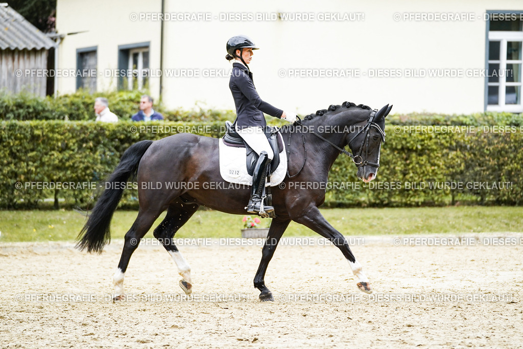 DSC09668 | Pferdegrafie