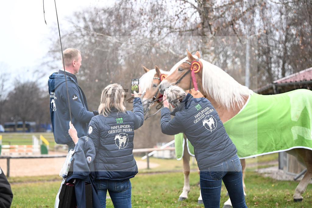 Kat-Nr. 2 nn v. Belantis_Kat-Nr. 25 Bandit v. Barios_Haflingergestuet Meura_48251837 | hf-fotografie - Realisiert mit Pictrs.com