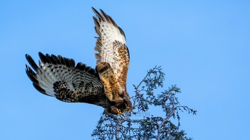 P1004490-Bearbeitet-2024-LR | Natur im Moment - Realisiert mit Pictrs.com
