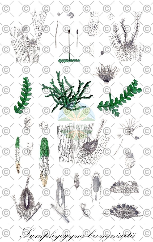 HistAbb_32551_1_FLORAD_SIMPLE | Historische Abbildung von Symphyogyna brongniartii - Pallaviciniaceae | Historical Illustration of Symphyogyna brongniartii - Pallaviciniaceae