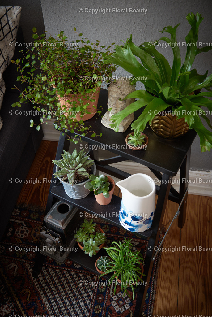 Pflanzentreppe_03 | Onlineshop für hochwertige Wandbilder. Bei uns findet ihr selbstgestaltete Blumenmotive. Das perfekte Geschenk, als Praxisdeko oder die eigene Wohnung. Alle künstlerischen Blumenfotos sind auf Leinwand, FineArtPrint, Kunstdruck und vielem mehr zu erwerben - Realisiert mit Pictrs.com