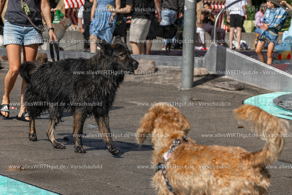 Hundeschwimmen_Volksbad_2026-allesWIRTHgut_Tierfotografie-2609061327-FAY06760 | Professionelle Tierfotografie in Mönchengladbach von Daniel Wirth (allesWIRTHgut). Liebevolle & natürliche Bilder von Hunden & Katzen für unvergessliche Erinnerungen.