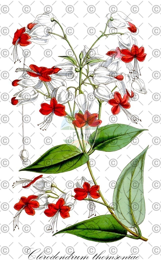 HistAbb_wfo-0000887989_1_ENZY_Simple | Historische Abbildung von Clerodendrum thomsoniae - Lamiaceae | Historical Illustration of Clerodendrum thomsoniae - Lamiaceae