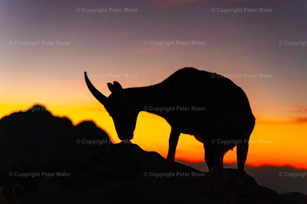 Luca_Vuerich-241 | piet_flosse