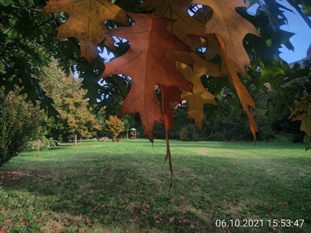 Roteiche Herbstlaub | Verkauf von Fotos und  Videoclips zumThema Natur.Motive sind Pflanzen, Tiere, Landschaftenund Wetter - Realisiert mit Pictrs.com