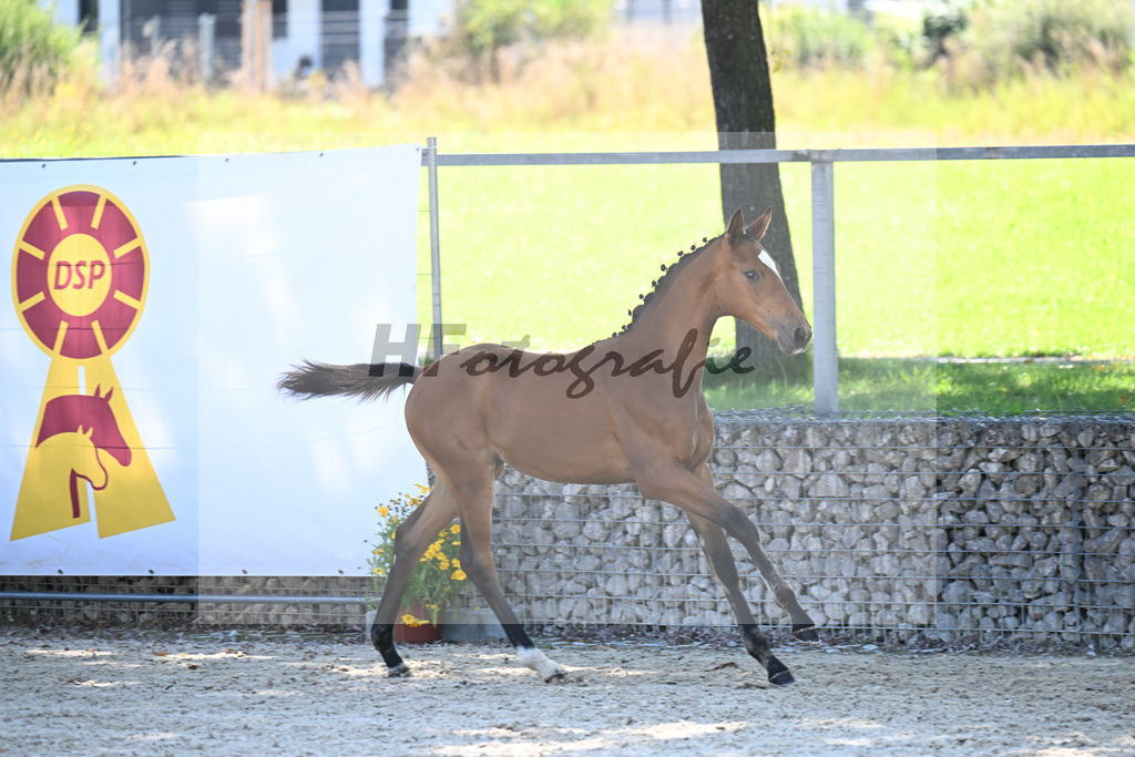 Kat-Nr. 3 Estobar NRW x Dante Weltino_SF_Arnold_26250345 | hf-fotografie - Realisiert mit Pictrs.com