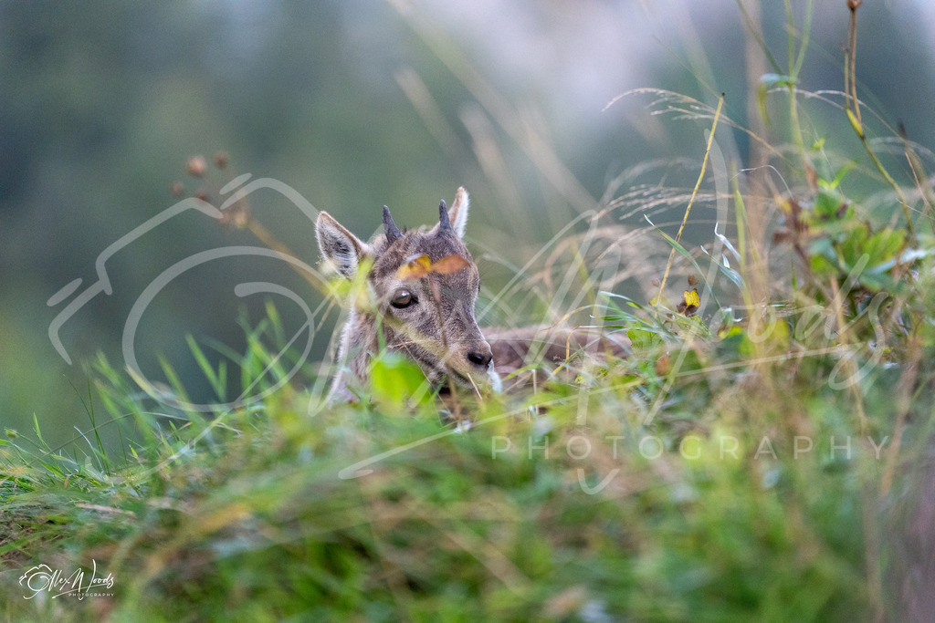 20240921_181806_SA932984_AlexWoods_FullSize | Alex Woods Photography