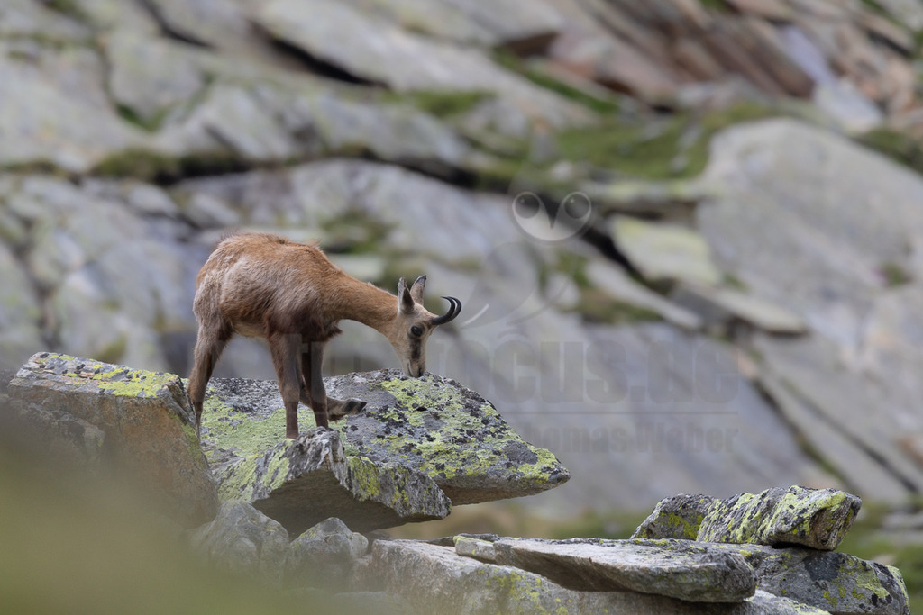 _5NF0994_20250713 | Eine Gämse (Rupicapra rupicapra) steht im Gran Paradiso Nationalpark auf mehreren großen, mit hellgrünen Flechten bewachsenen Felsen. Das Tier hat ein braunes Fell und die charakteristischen kurzen, nach hinten gebogenen Hörner. Es beugt den Kopf nach unten und scheint an den Flechten auf dem Felsen zu fressen oder Mineralien abzulecken. Im Hintergrund sind weitere graue Felsen und spärliche grüne Vegetation zu sehen, was auf eine alpine Umgebung hindeutet. Die Szene vermittelt einen Eindruck von der Anpassungsfähigkeit der Gämse an ihr raues Gebirgshabitat. - Realisiert mit Pictrs.com