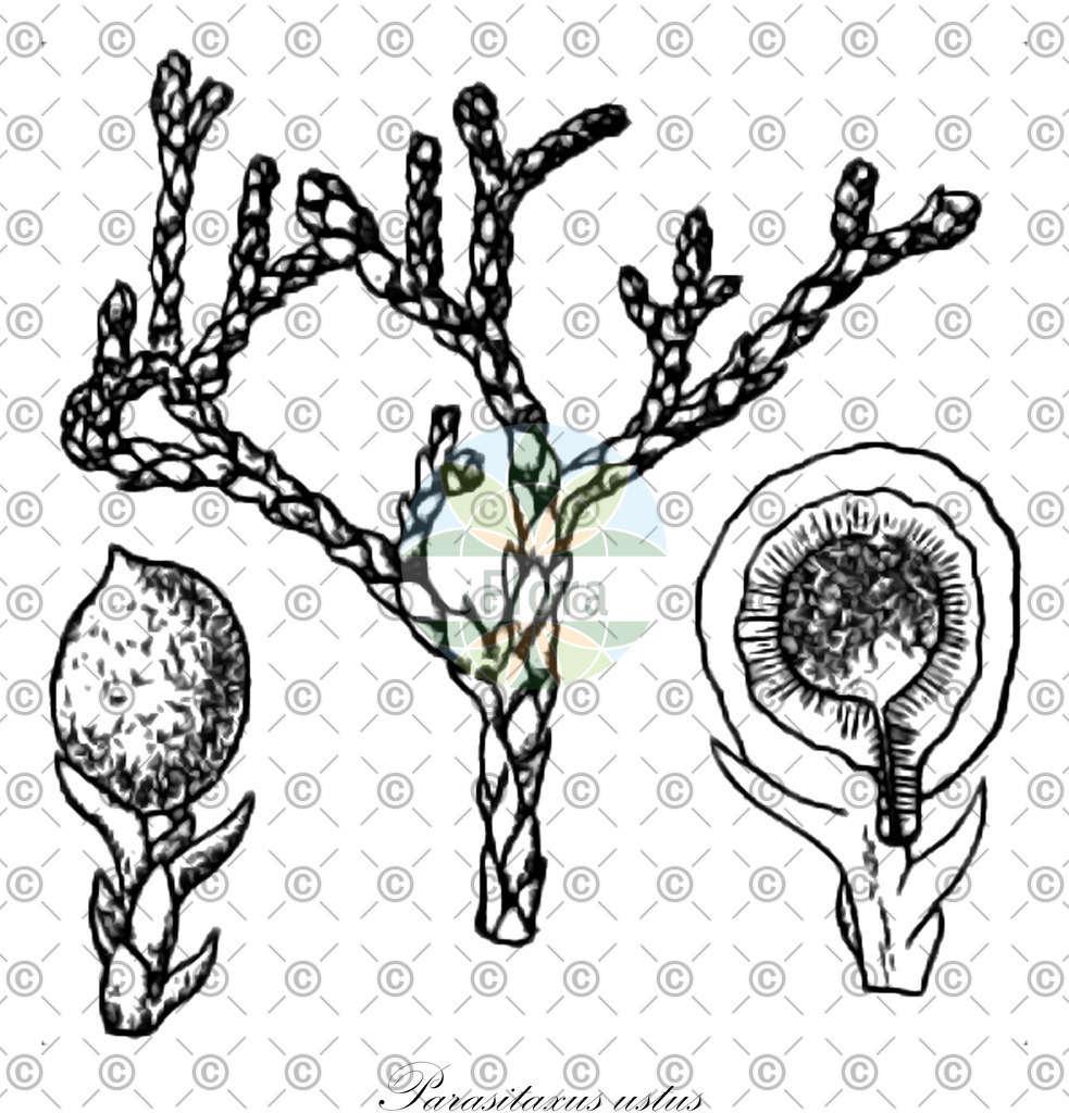 HistAbb_wfo-0001039863_2_ENZY_Simple | Historische Abbildung von Parasitaxus ustus - Podocarpaceae | Historical Illustration of Parasitaxus ustus - Podocarpaceae