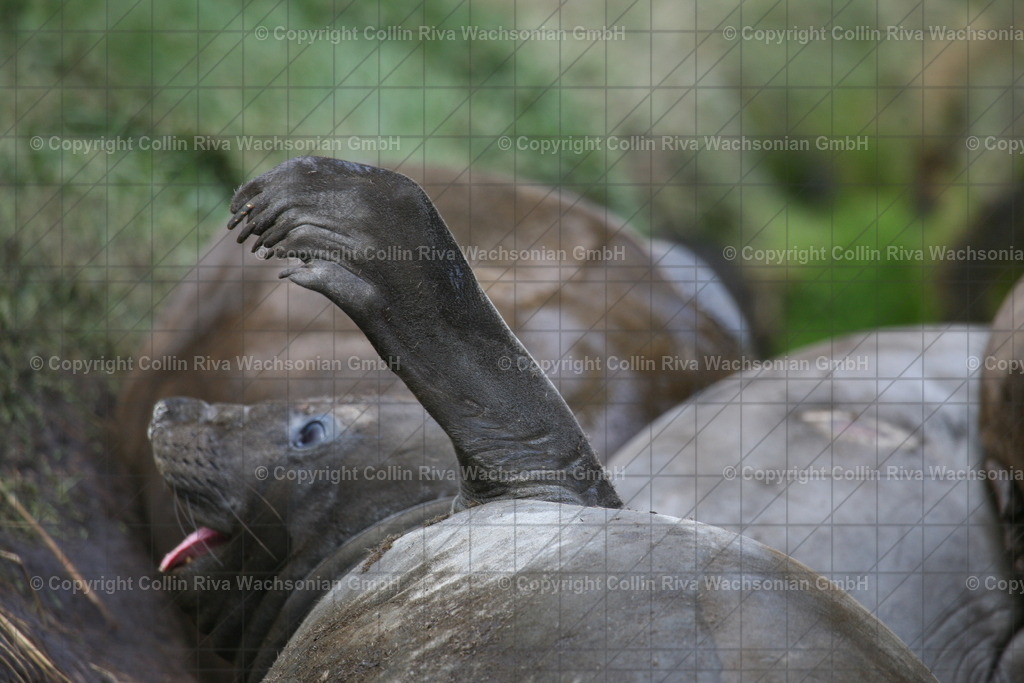 IMG_3126 | Antarktis / Antarctica - Realisiert mit Pictrs.com