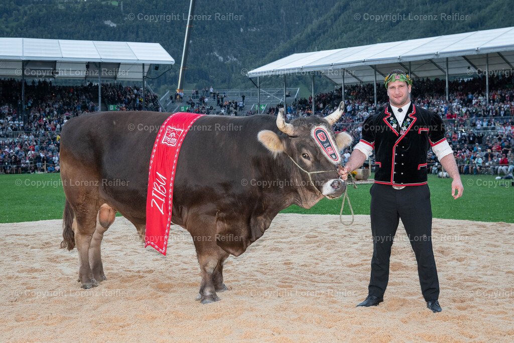 Schwingen -  ESAF Sonntag 2025 | Mollis, 31.8.25, Schwingen - ESAF Sonntag.Orlik Armon (Maienfeld) mit Siegermuni Zibu