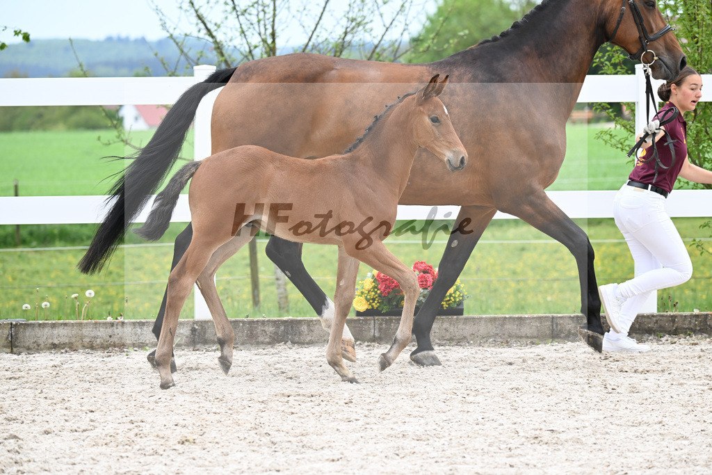Kat-Nr. 22 HF Quansas des Ivernons x Casaltino_Link_23260964 | hf-fotografie - Realisiert mit Pictrs.com