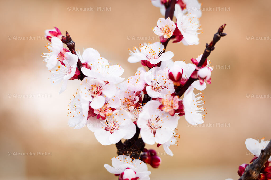 foto_c_pfeffel-partner-0171-R52_2479-Bearbeitet | alexander-pfeffel - Realisiert mit Pictrs.com