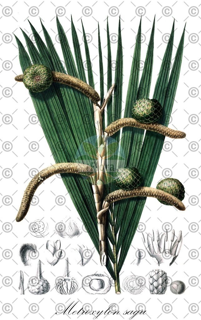 HistAbb_wfo-0000242653_3_ENZY_Simple | Historische Abbildung von Metroxylon sagu - Arecaceae | Historical Illustration of Metroxylon sagu - Arecaceae
